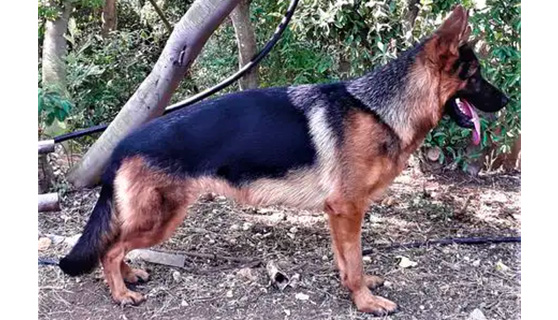 Iris del campo ai lupi